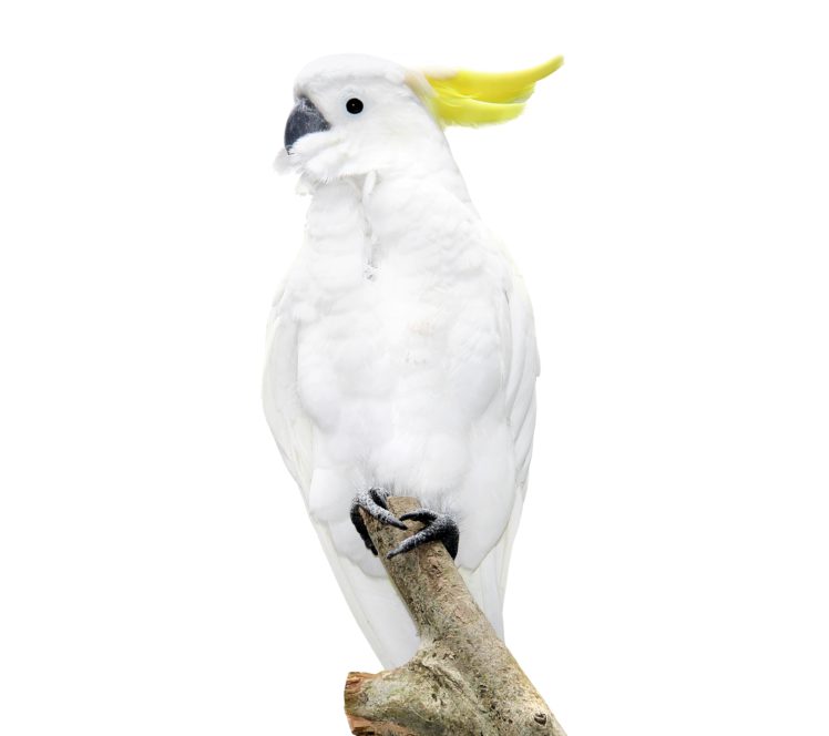 birds, Parrot, White, Animals HD Wallpaper Desktop Background
