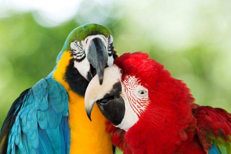 birds, Parrot, Two, Beak, Animals HD Wallpaper Desktop Background