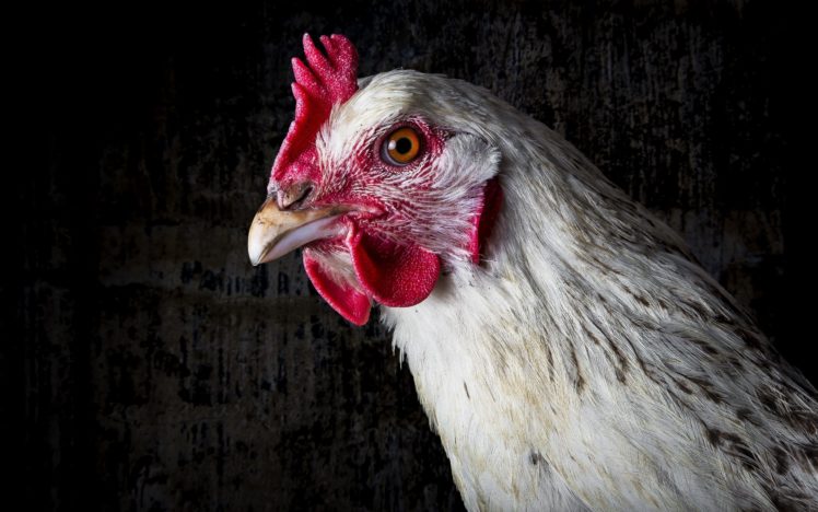 chicken, Head, Animals HD Wallpaper Desktop Background