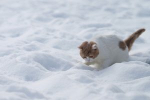 beauty, Cute, Amazing, Animal, Kitten, In, Snowy, Weather, Animal
