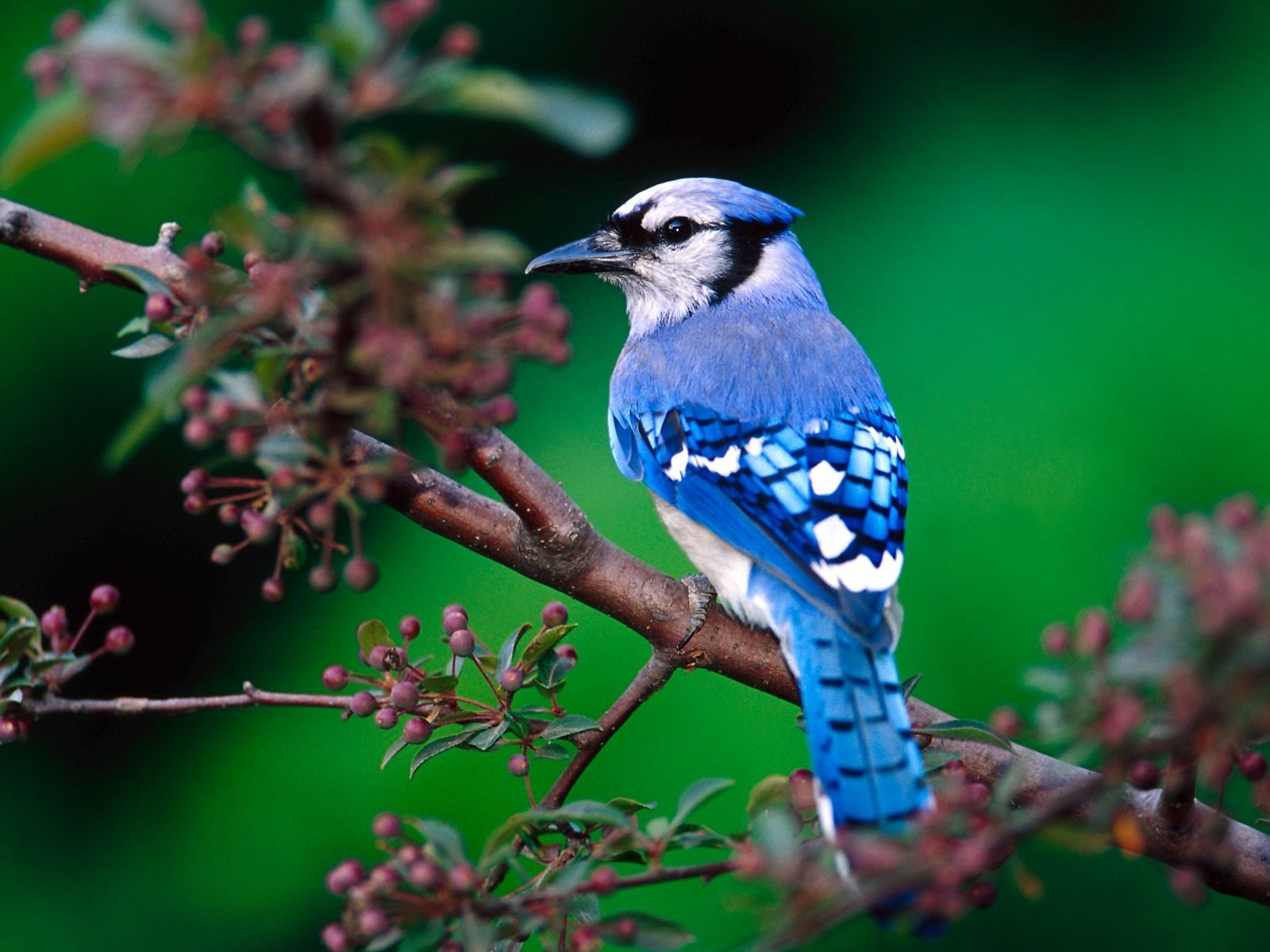 bird, Birds, Animal, Nature Wallpaper