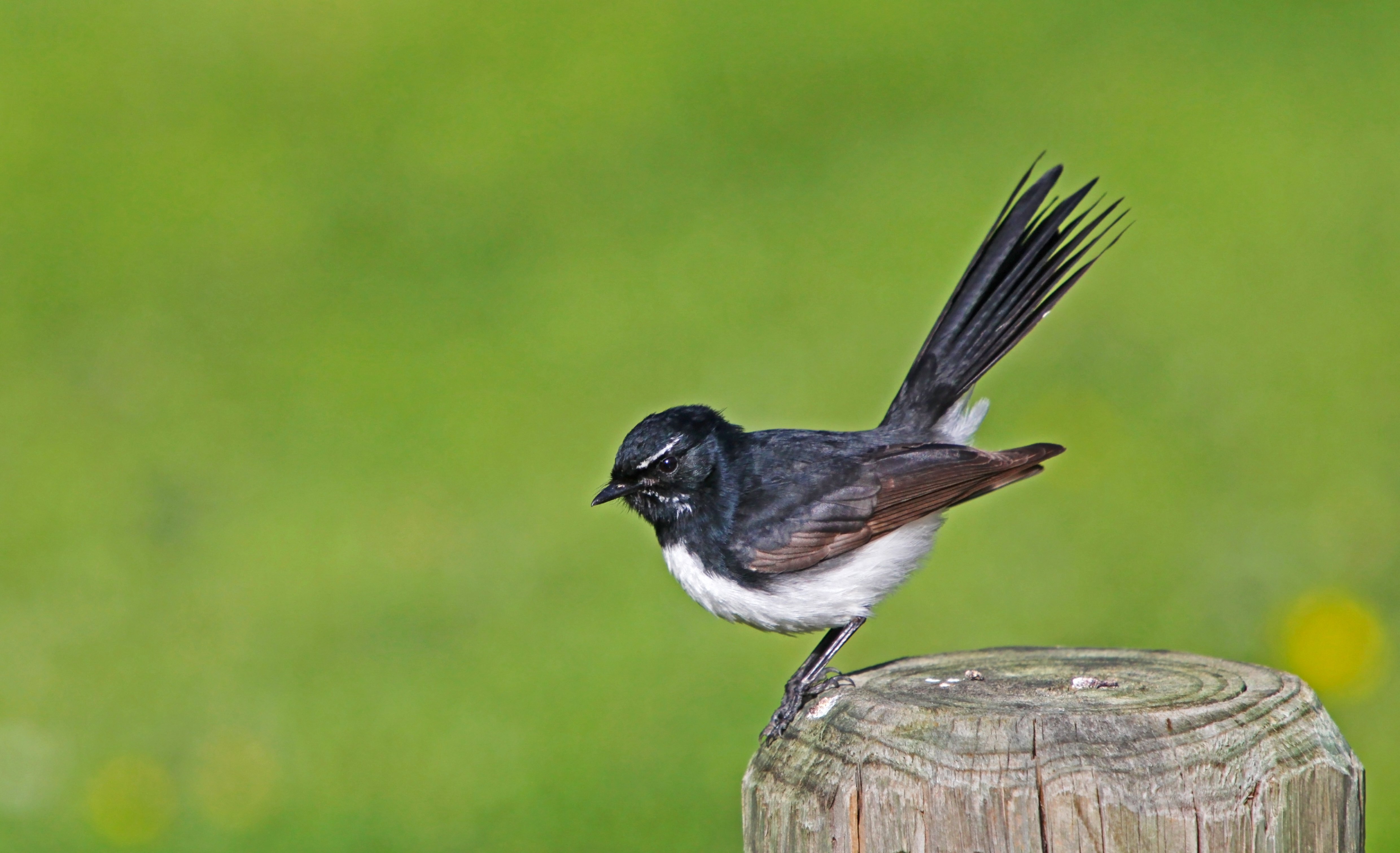 bird, Birds, Animal, Nature Wallpaper