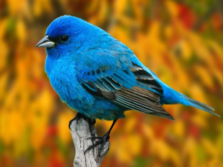 bird, Birds, Animal, Nature HD Wallpaper Desktop Background