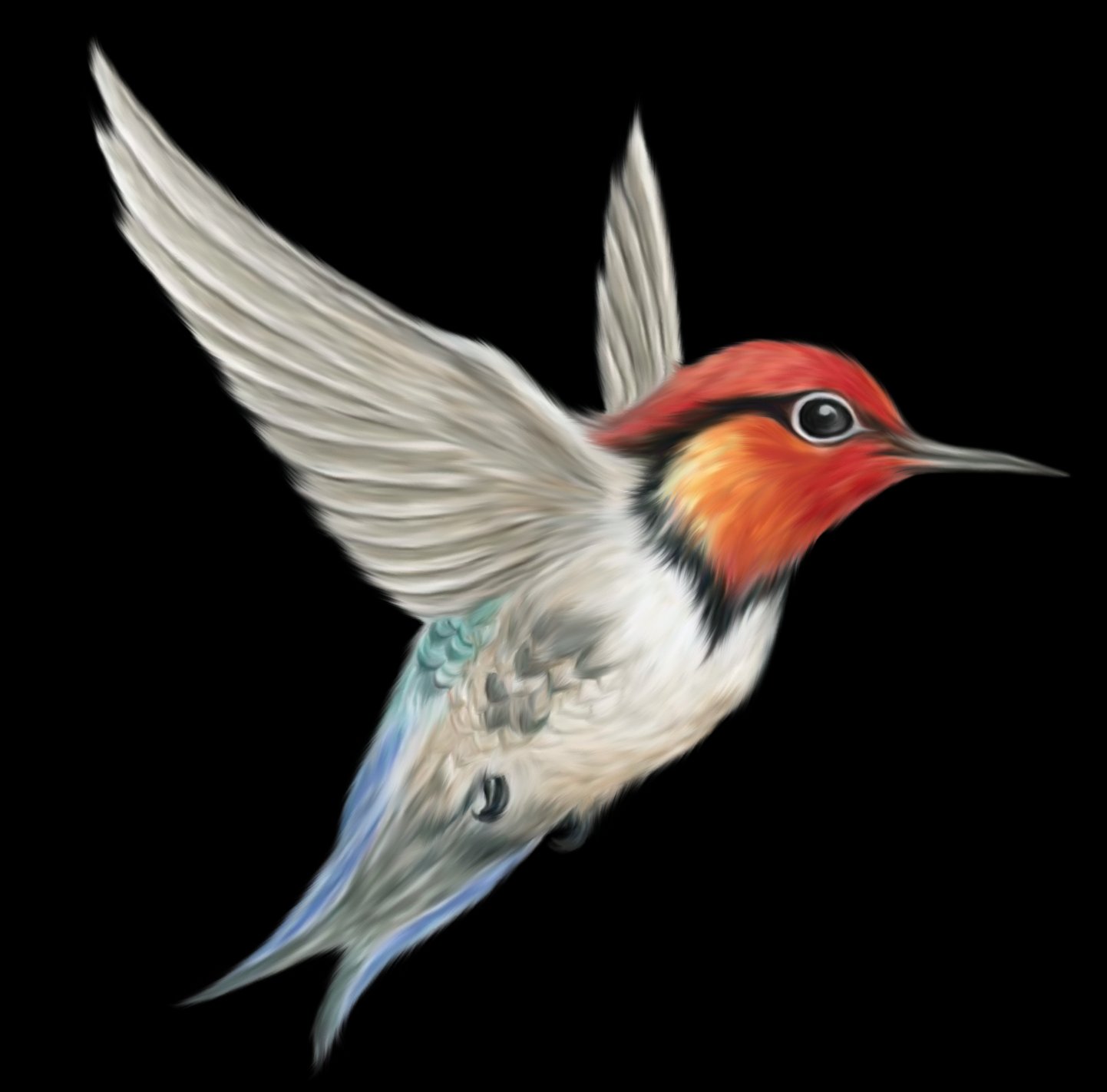 bird, Birds, Animal, Nature Wallpaper