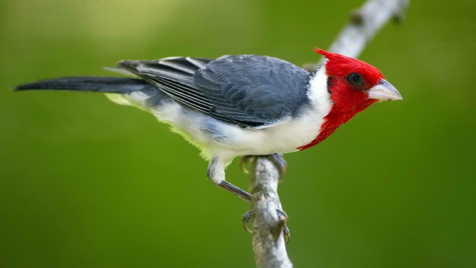 bird, Birds, Animal, Nature Wallpaper