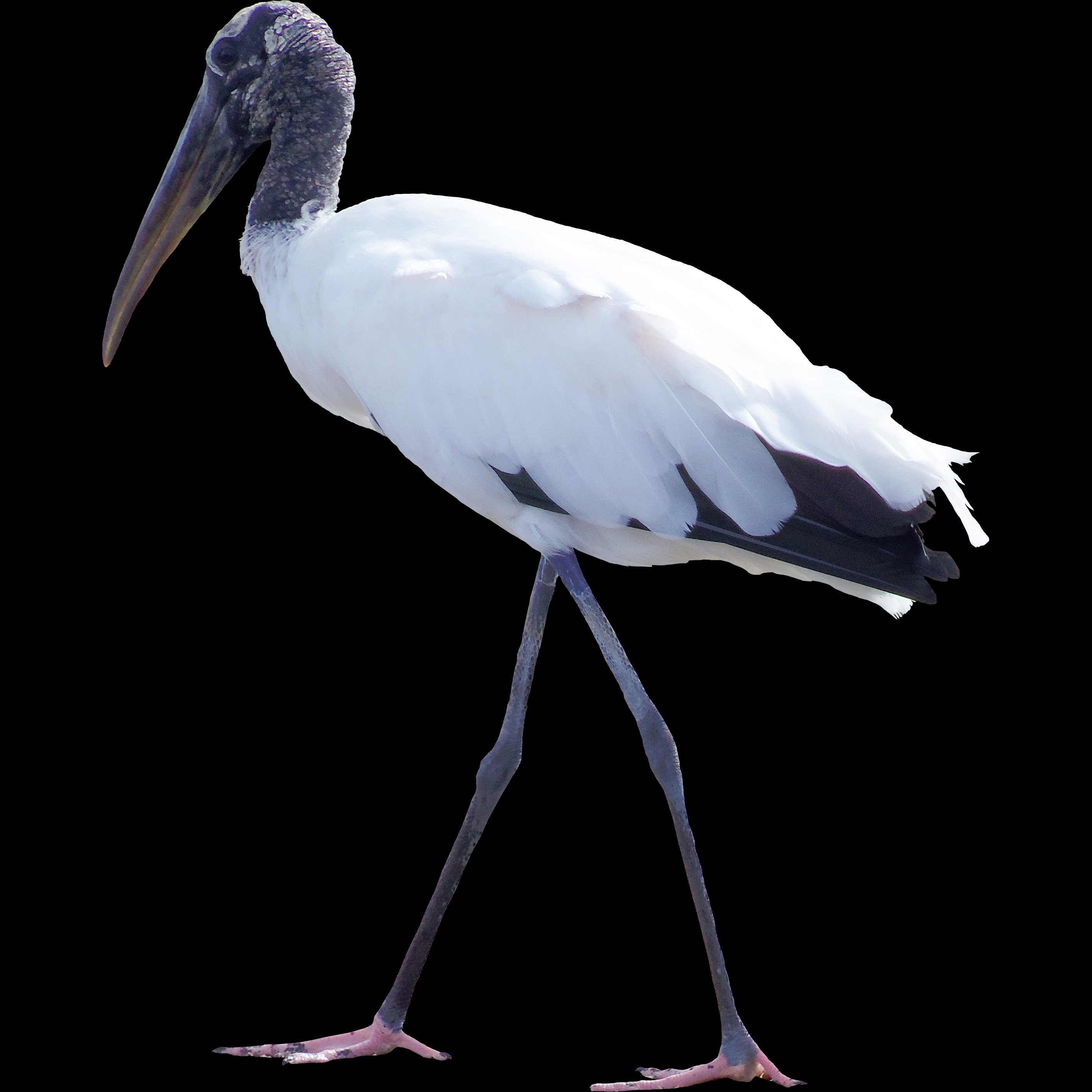 bird, Birds, Animal, Nature Wallpaper