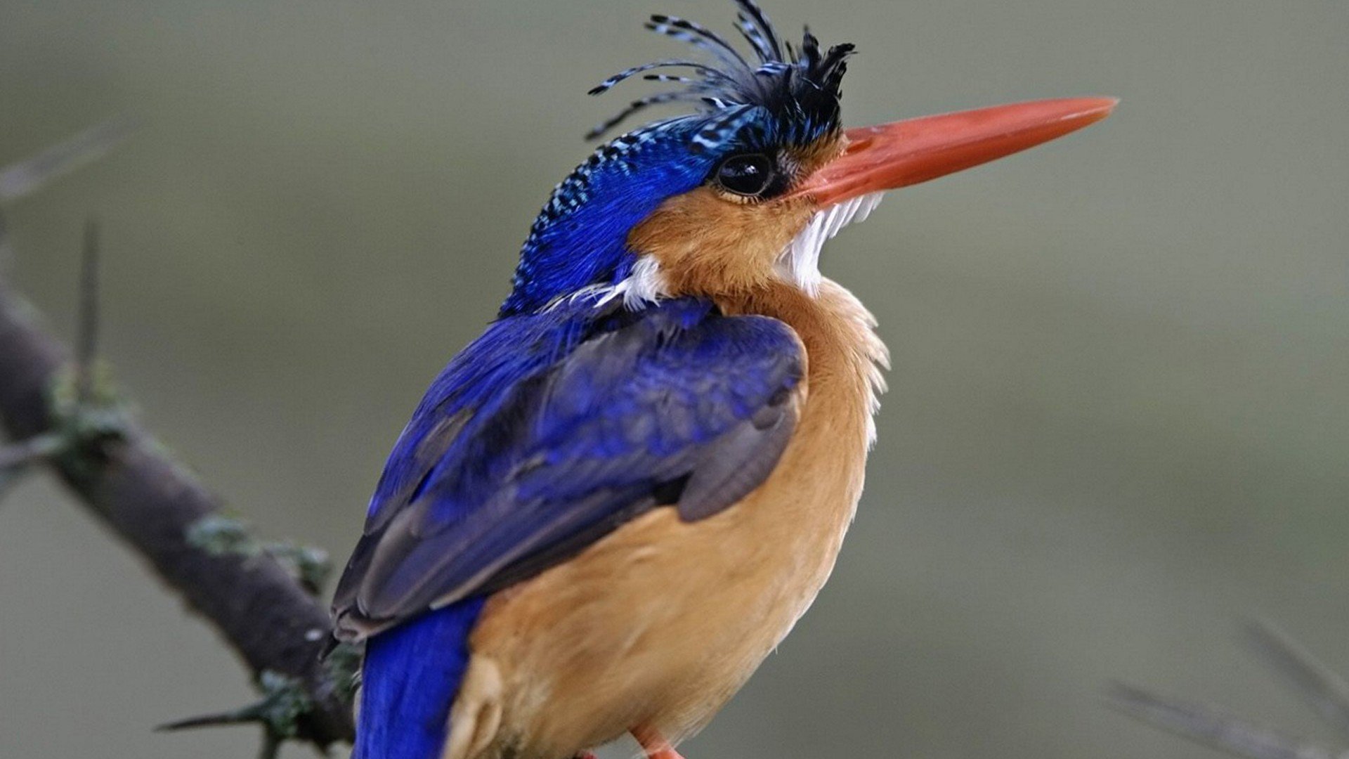 bird, Birds, Animal, Nature Wallpaper