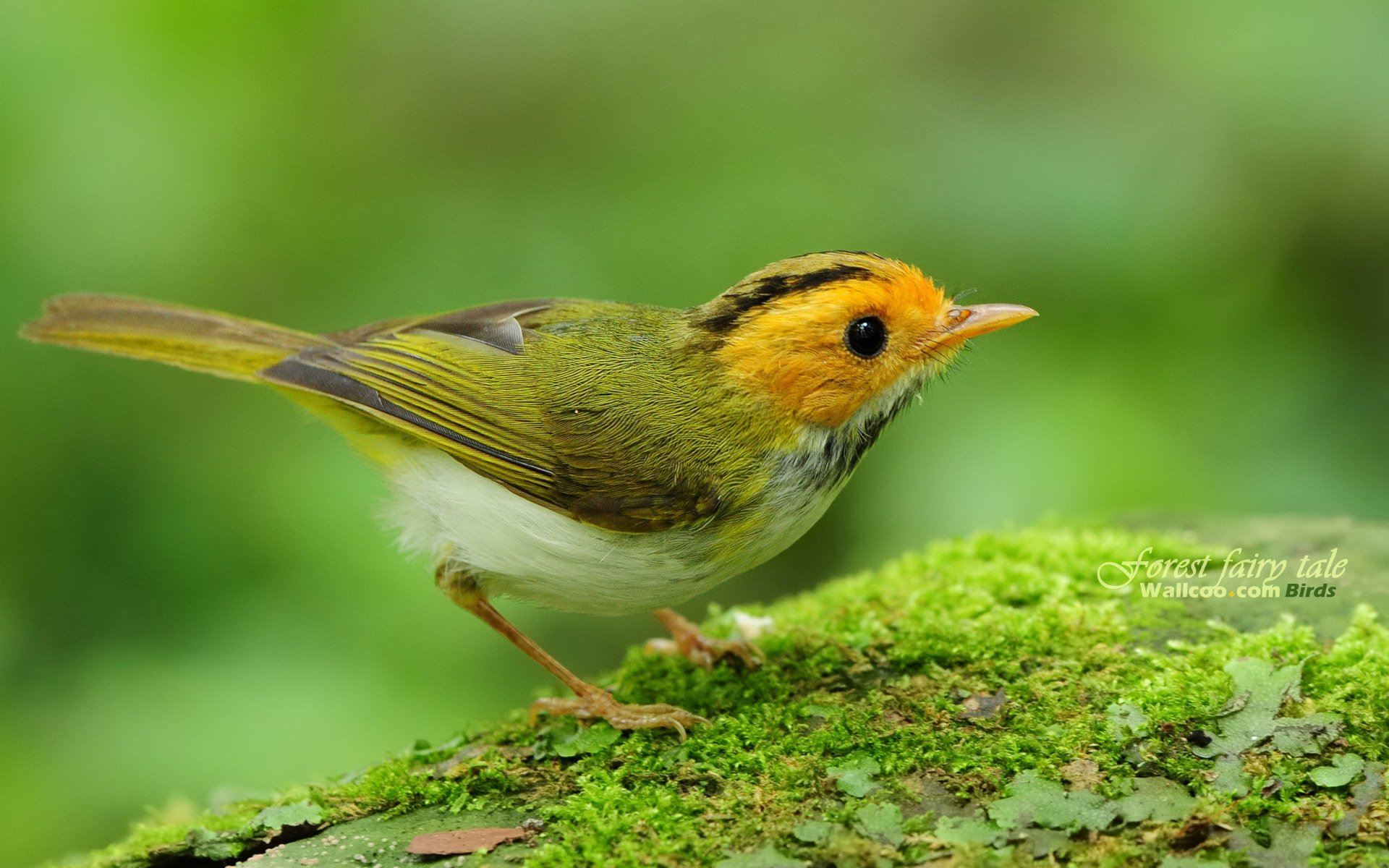 bird, Birds, Animal, Nature Wallpaper