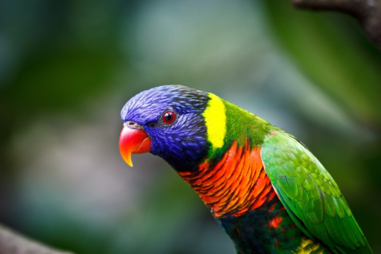 bird, Birds, Animal, Nature HD Wallpaper Desktop Background