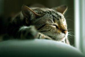 cats, Animals, Sleeping