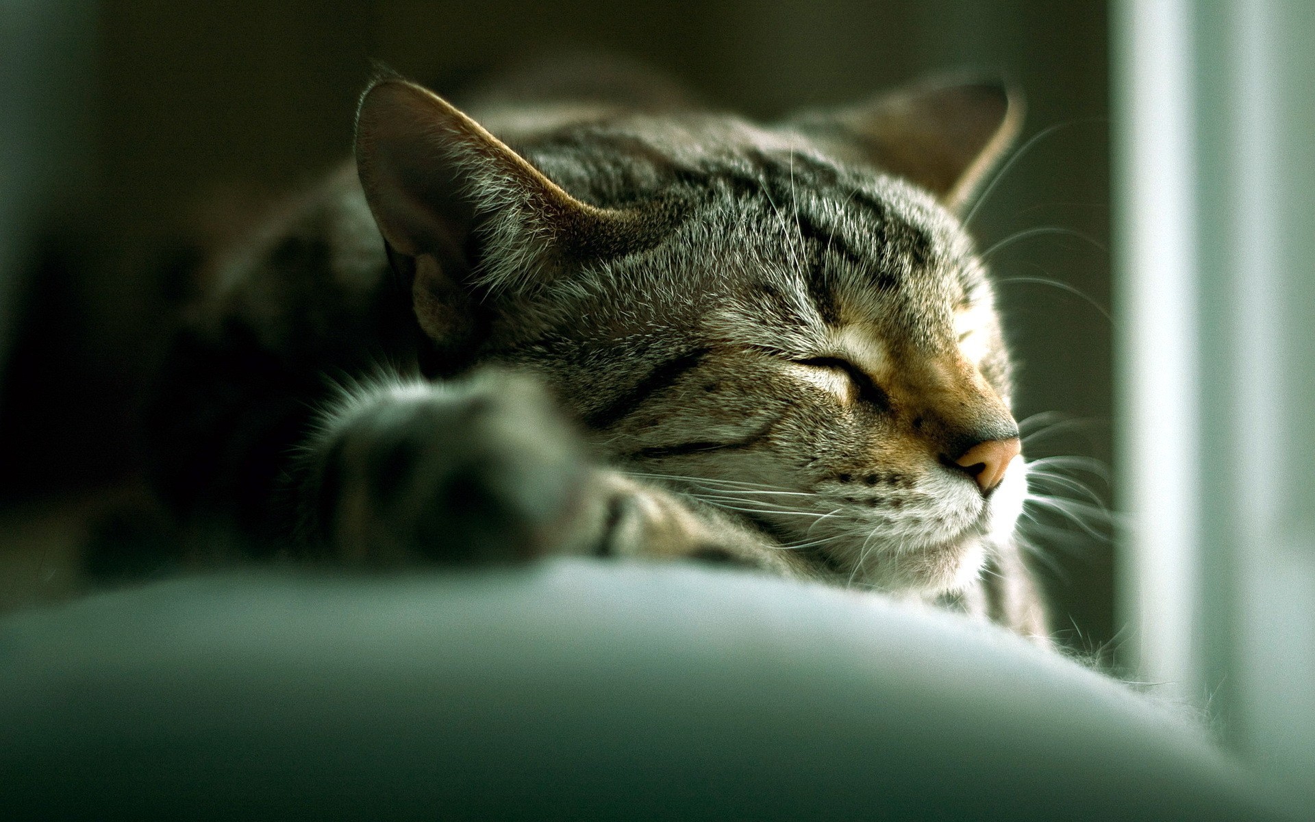 cats, Animals, Sleeping Wallpaper