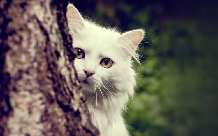 cats, Animals, Tree, Trunk HD Wallpaper Desktop Background