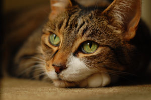 brown, Cat, With, Green, Eyes