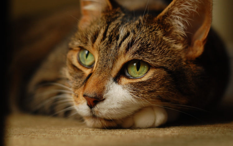 brown, Cat, With, Green, Eyes HD Wallpaper Desktop Background