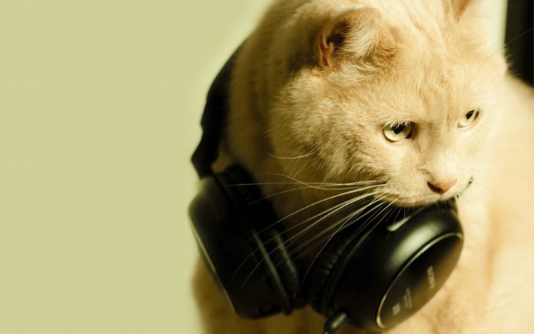 headphones, Cats, Animals HD Wallpaper Desktop Background