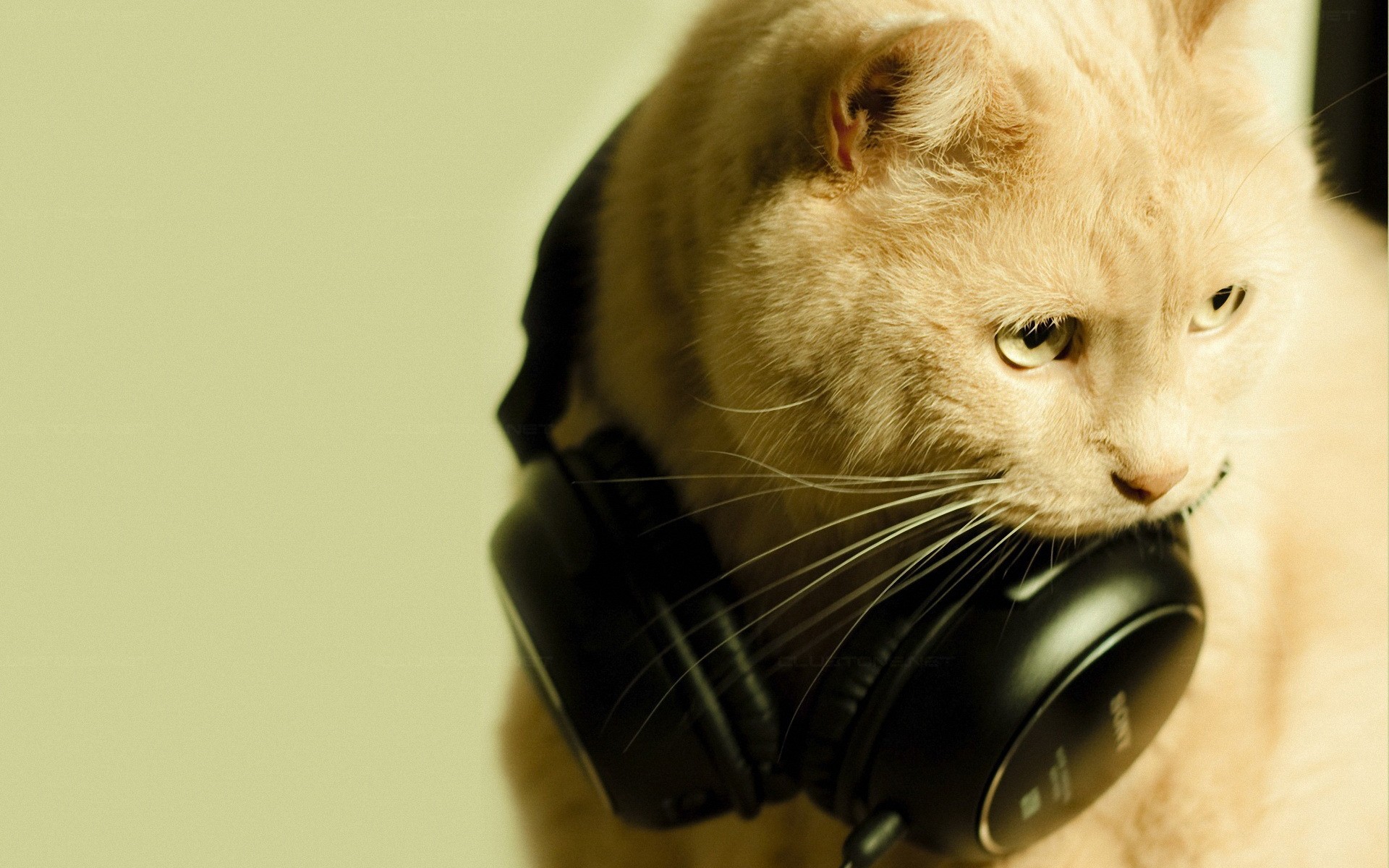 headphones, Cats, Animals Wallpaper