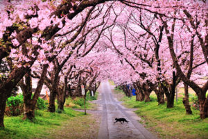 tree, Trees, Blossom, Blossoms, Cat, Cats, Pink, Mood