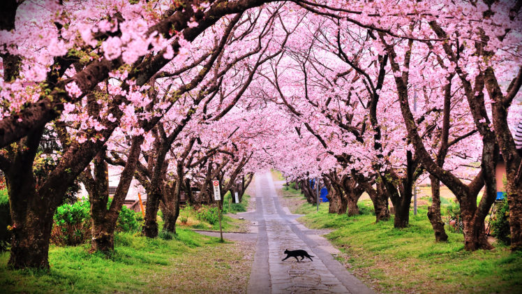tree, Trees, Blossom, Blossoms, Cat, Cats, Pink, Mood HD Wallpaper Desktop Background