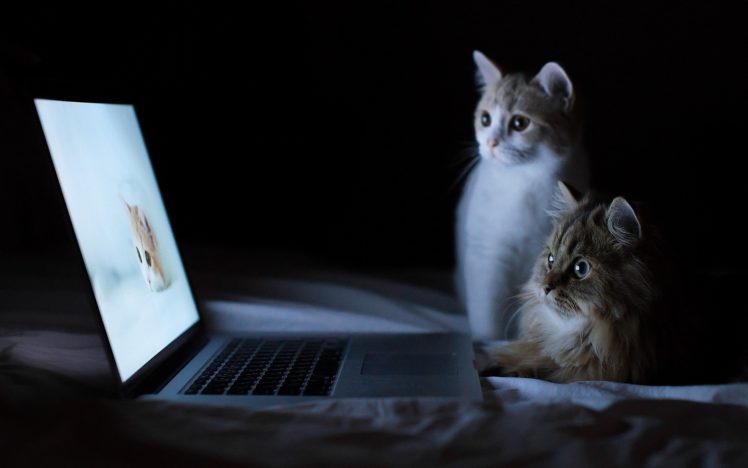 animal, Cute, Cat, Kitty HD Wallpaper Desktop Background