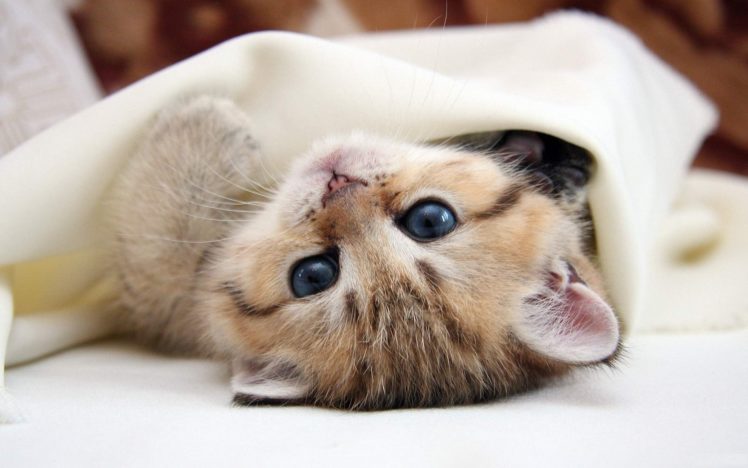 eyes, Cats, Animals, Kittens, Pets HD Wallpaper Desktop Background