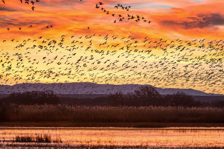 hills, Lake, Sunset, Birds HD Wallpaper Desktop Background