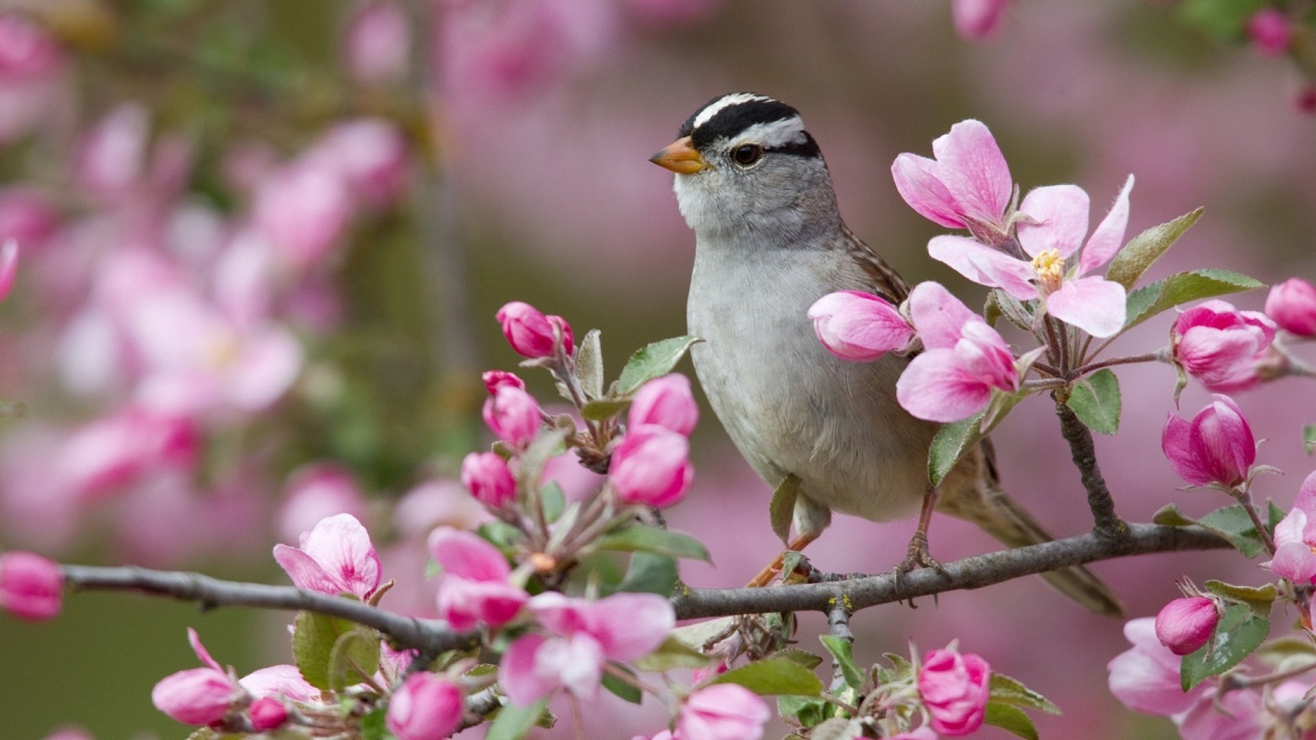 flower, Bird Wallpaper