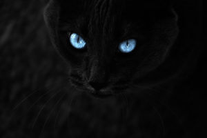 blue, Eyes, In, The, Night