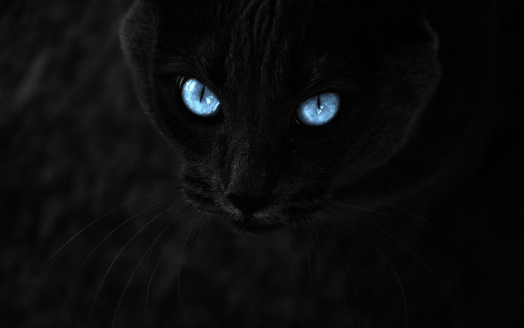 blue, Eyes, In, The, Night HD Wallpaper Desktop Background