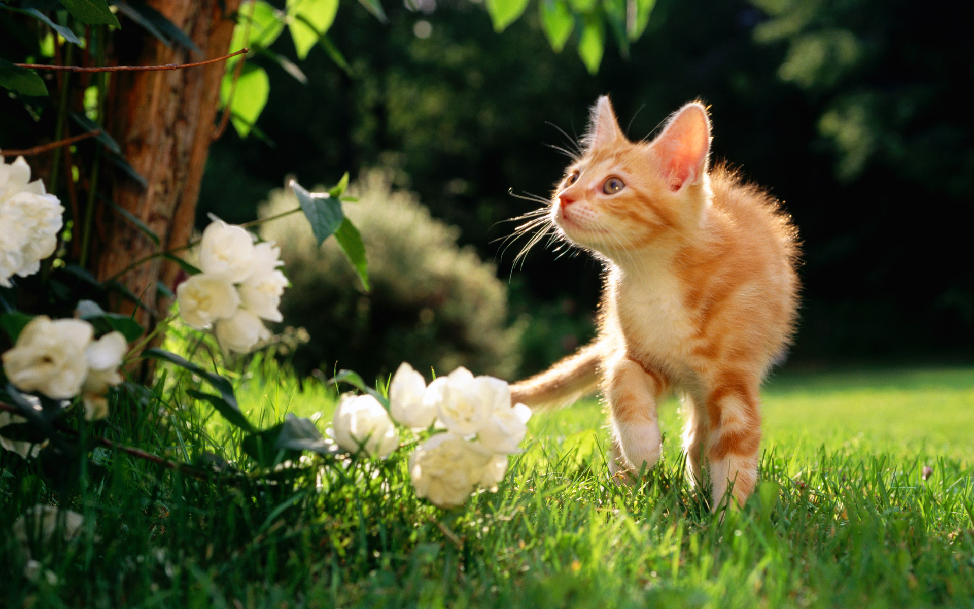 cats, Animals, Grass Wallpaper