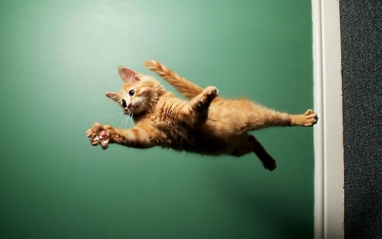 cats, Animals, Fly HD Wallpaper Desktop Background