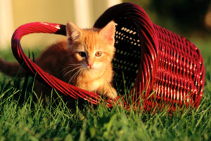 cats, Animals, Grass, Kittens, Baskets