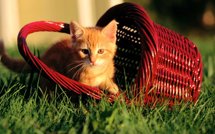 cats, Animals, Grass, Kittens, Baskets HD Wallpaper Desktop Background