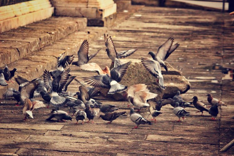 doves, Birds, Flock, Of, Birds, City HD Wallpaper Desktop Background