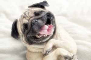 dogs, Smiling, Funny, Animals