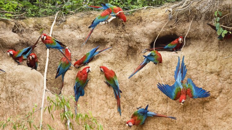aves, Animales, Loros, Cueva HD Wallpaper Desktop Background