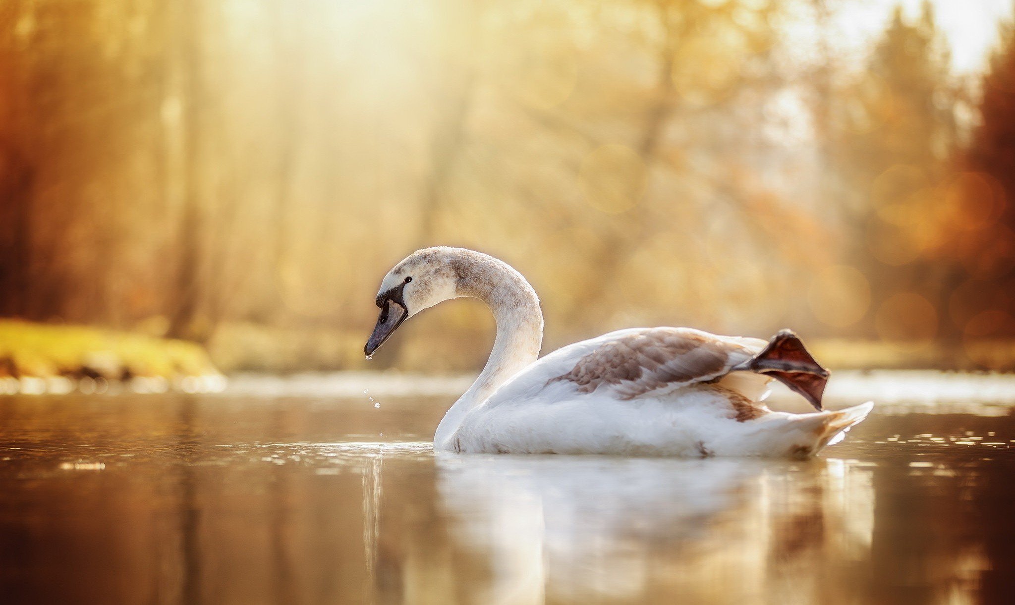 ave, Animales, Cisne, Lago Wallpaper