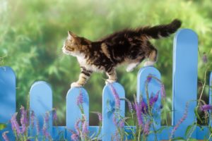 fences, Cats, Animals, Depth, Of, Field, Picket, Fence
