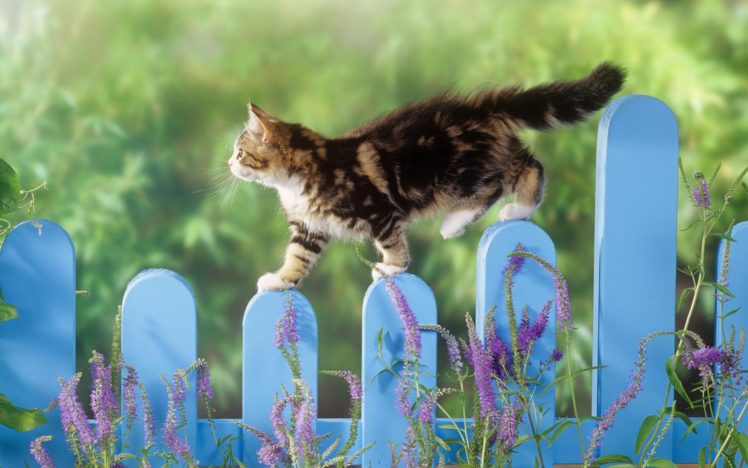 fences, Cats, Animals, Depth, Of, Field, Picket, Fence HD Wallpaper Desktop Background