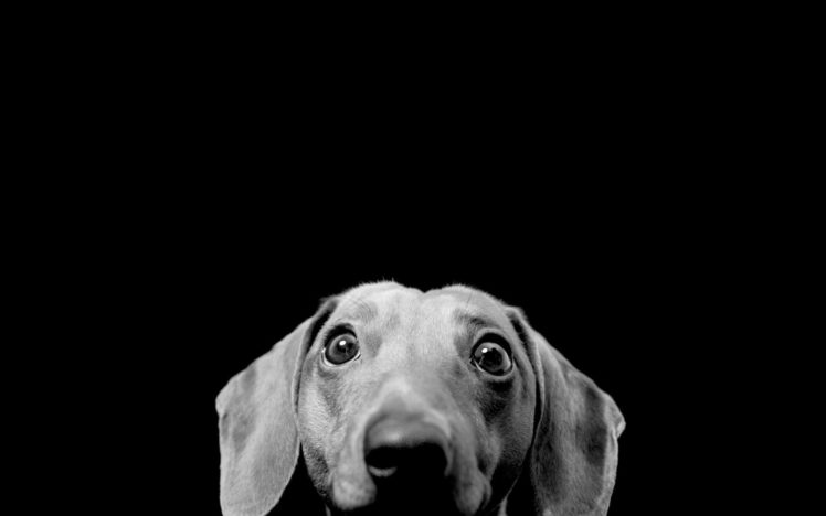 eyes, Black, Dogs, Funny, Monochrome, Black, Background HD Wallpaper Desktop Background