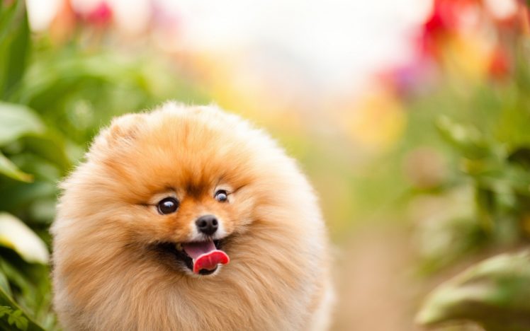 animals, Dogs, Pets, Pomeranian HD Wallpaper Desktop Background