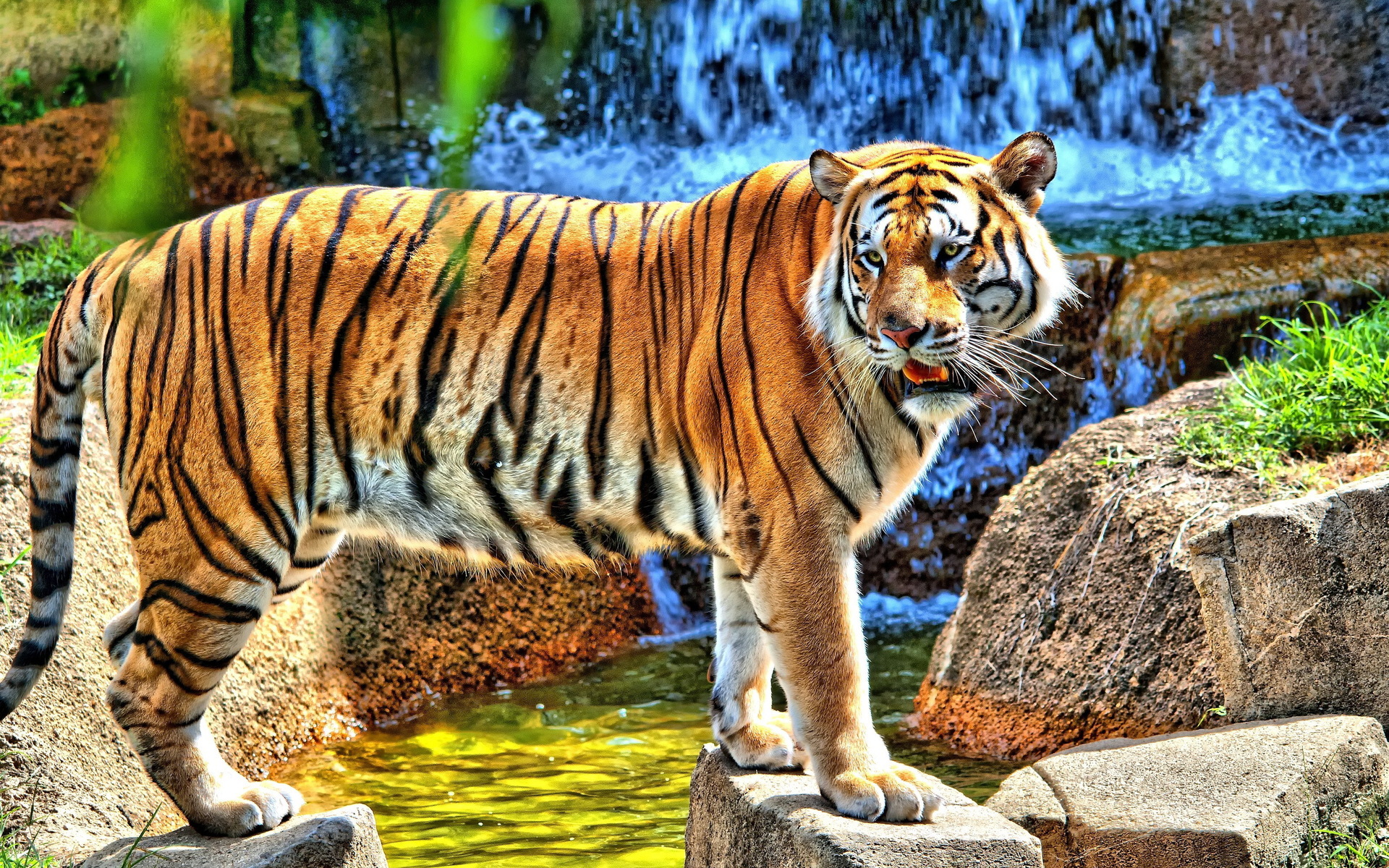 tiger Wallpaper
