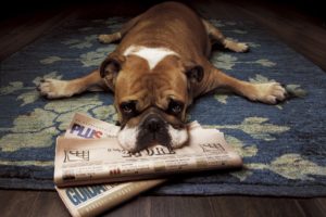 animals, Dogs, Bulldog, Newspapers, English, Bulldog