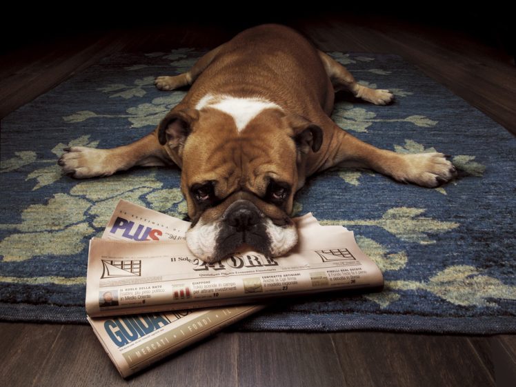 animals, Dogs, Bulldog, Newspapers, English, Bulldog HD Wallpaper Desktop Background