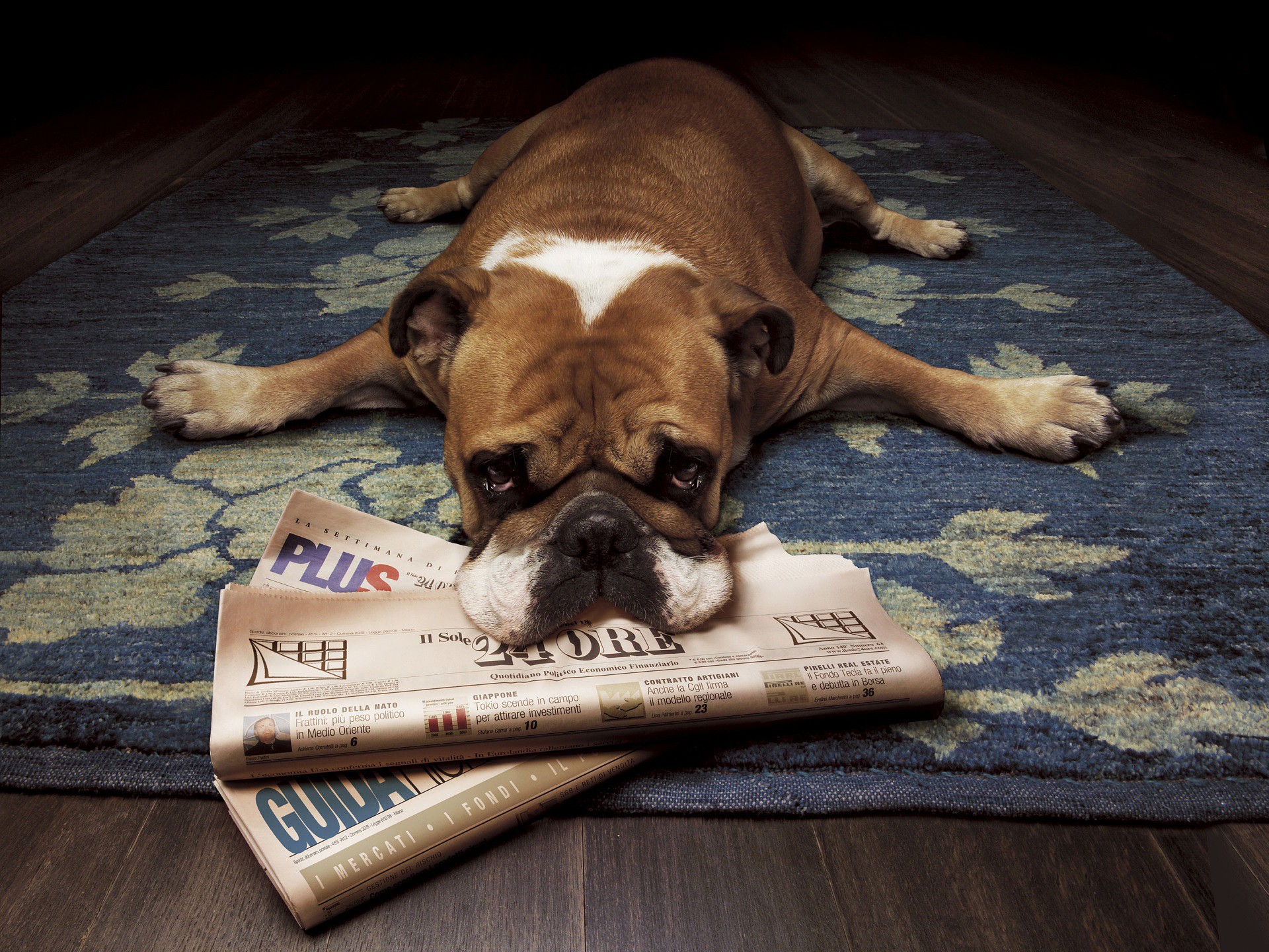 animals, Dogs, Bulldog, Newspapers, English, Bulldog Wallpaper