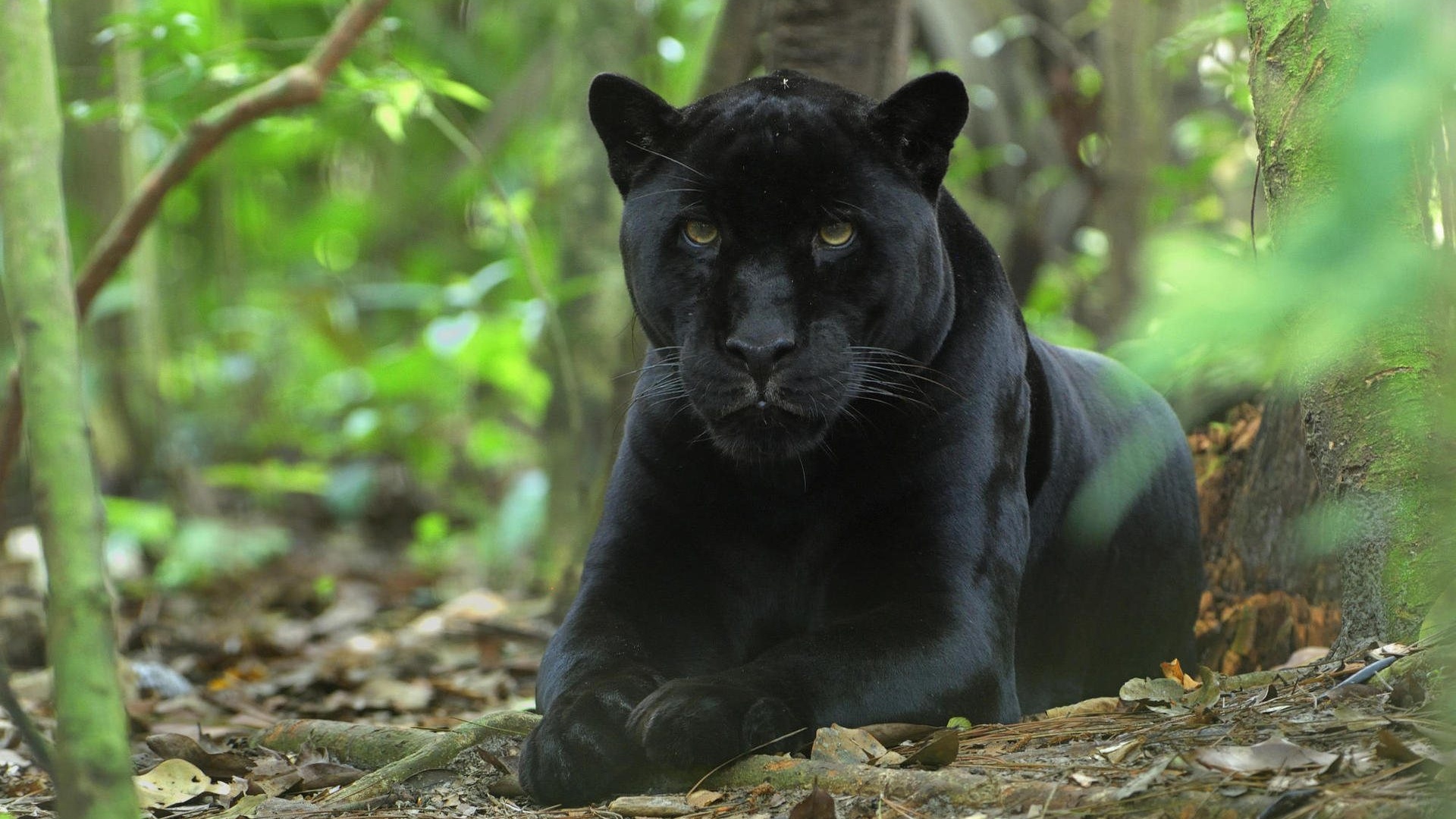 panther Wallpaper