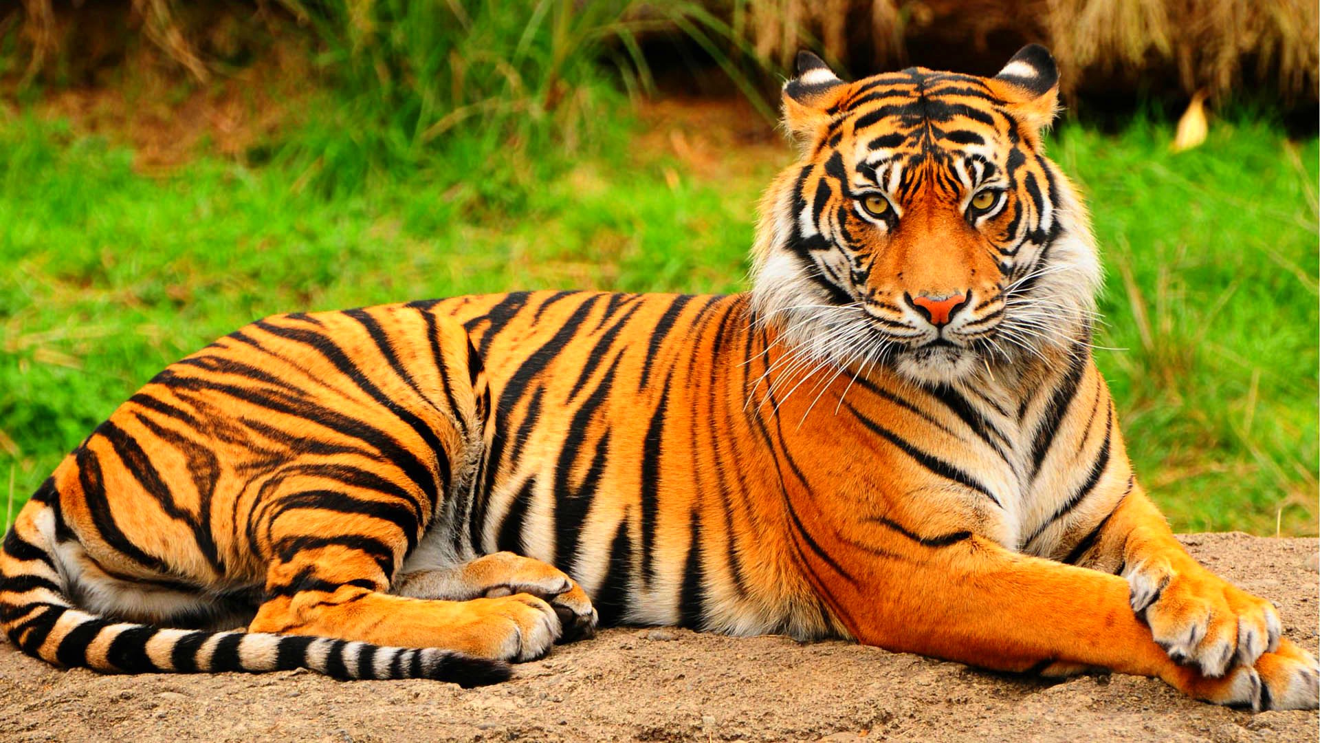 tiger Cat  Predator Cats  Fantasy Asian Oriental 