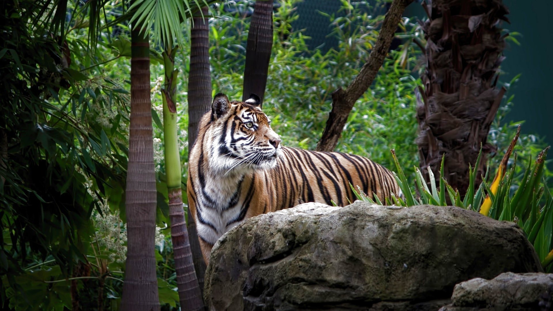 tiger, Cat, Predator, Cats, Fantasy, Asian, Oriental, Nature, Jungle Wallpaper