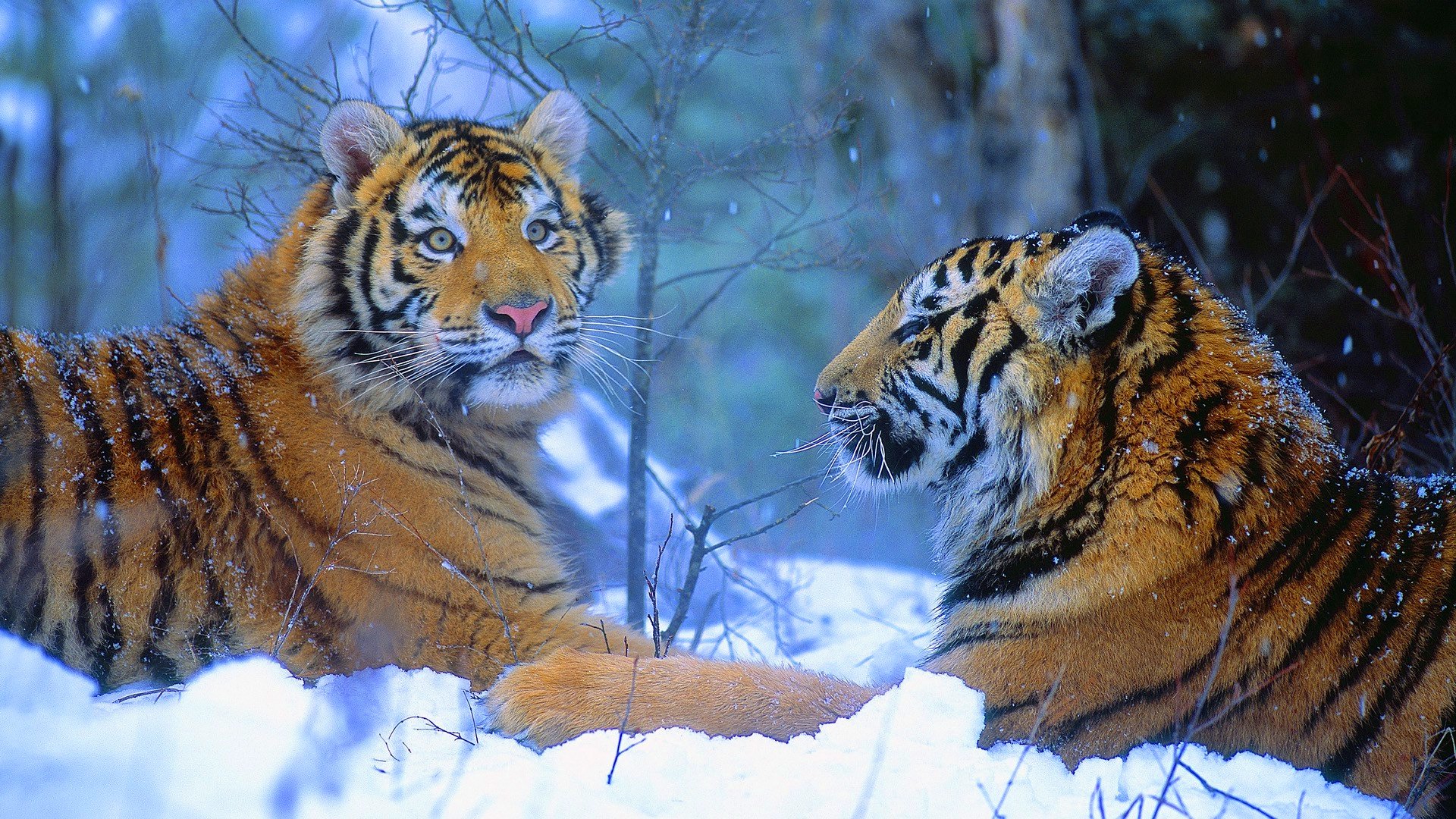 tiger, Cat, Predator, Cats, Fantasy, Asian, Oriental, Nature, Jungle Wallpaper