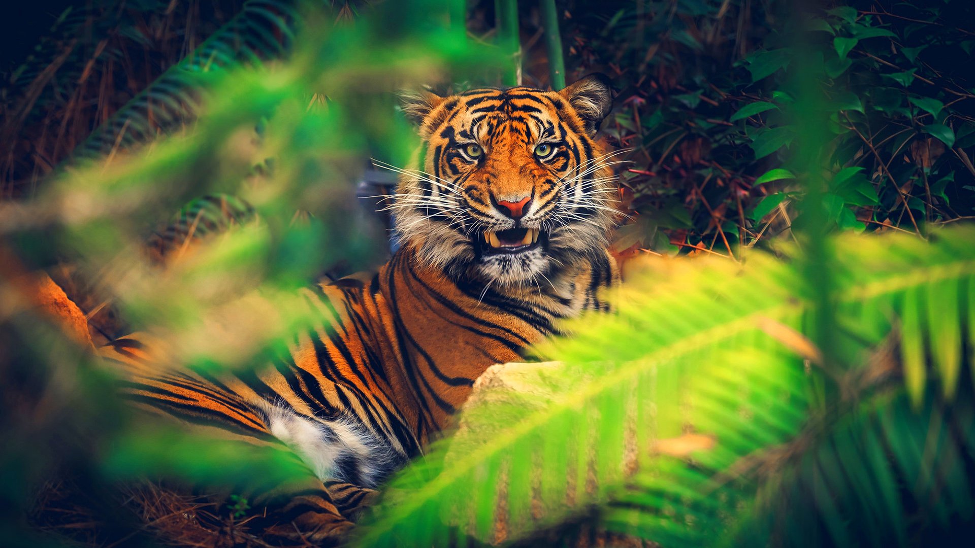 tiger, Cat, Predator, Cats, Fantasy, Asian, Oriental, Nature, Jungle