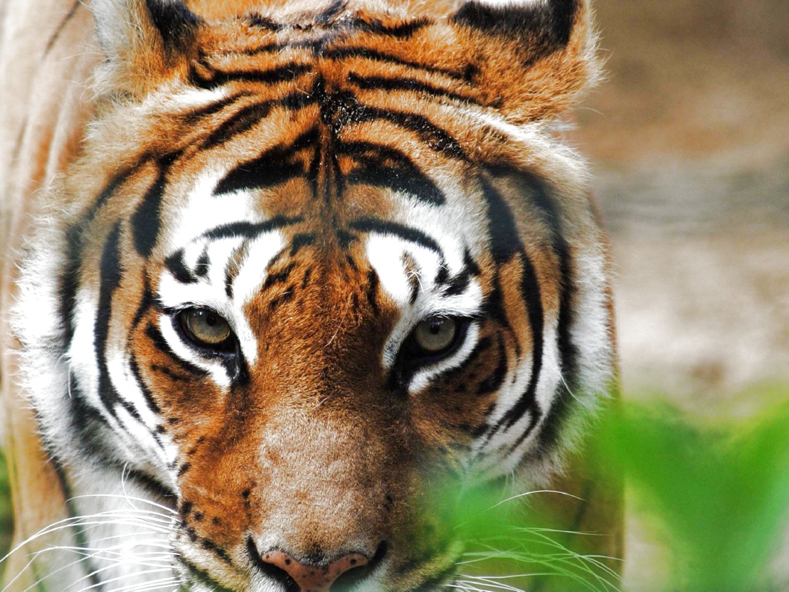 tiger, Cat, Predator, Cats, Fantasy, Asian, Oriental, Nature, Jungle Wallpaper